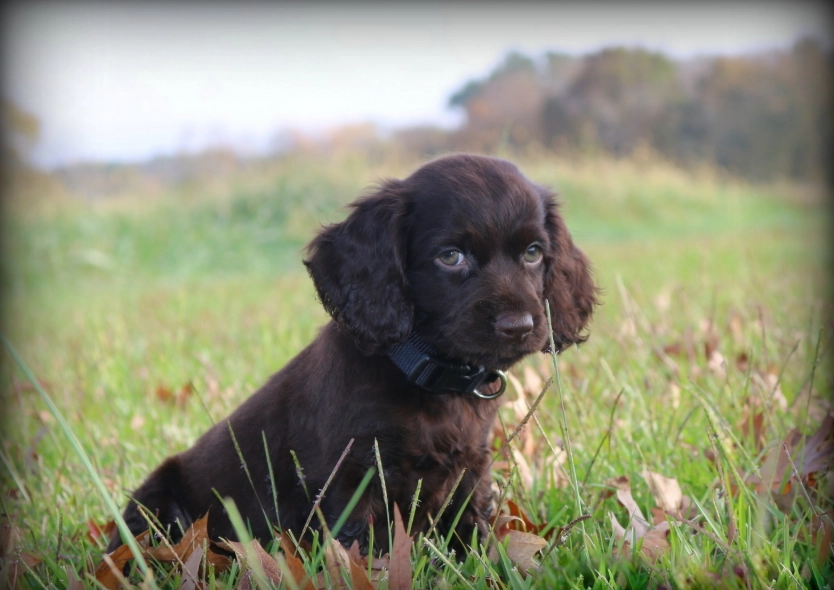 Boykin Spaniel training Boykin Spaniel training