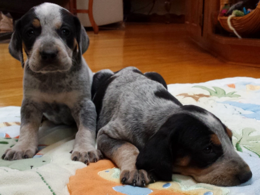 Bluetick Coonhound breeder Bluetick Coonhound breeder