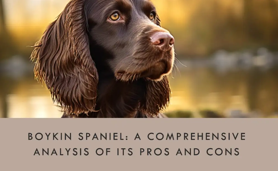What are the cons of a Boykin Spaniel?