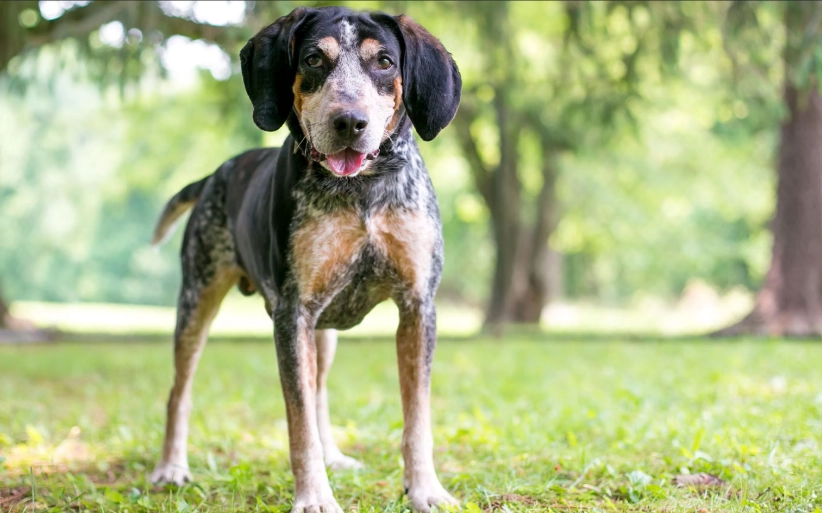 coonhound dog names coonhound dog names