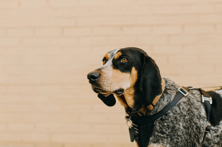 quiet dog breeds quiet dog breeds