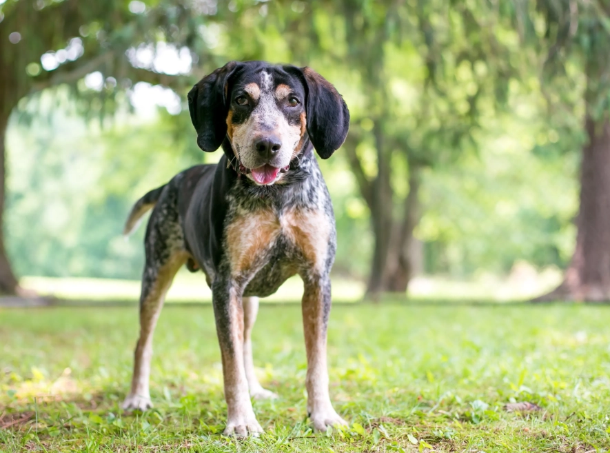 Bluetick Coonhound for sale