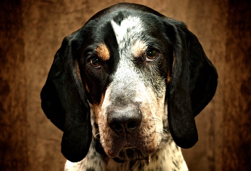 hound dog vocalization hound dog vocalization