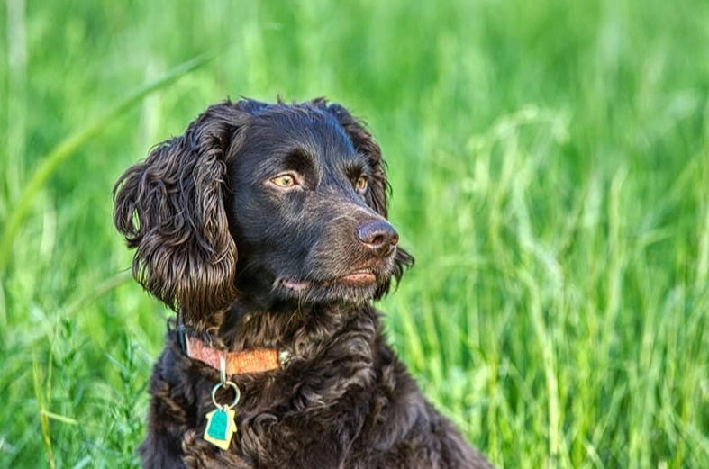 Boykin Spaniel grooming Boykin Spaniel grooming