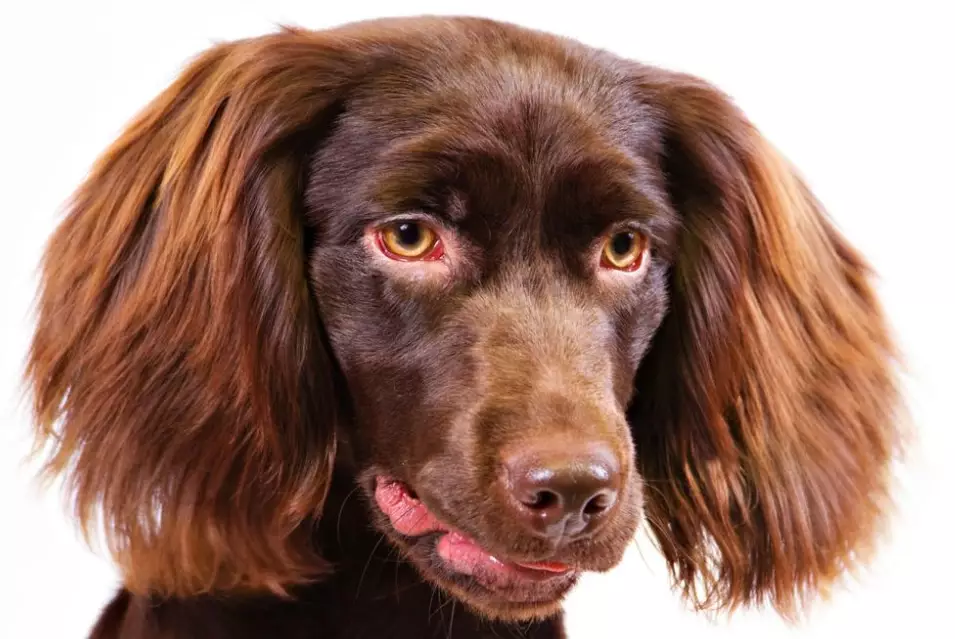 Boykin Spaniel grooming Boykin Spaniel grooming