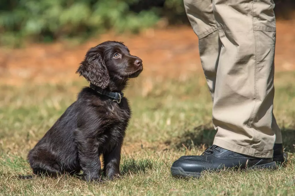 boykin spaniel problems boykin spaniel problems