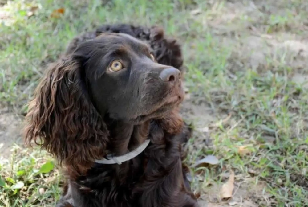 Boykin Spaniel black