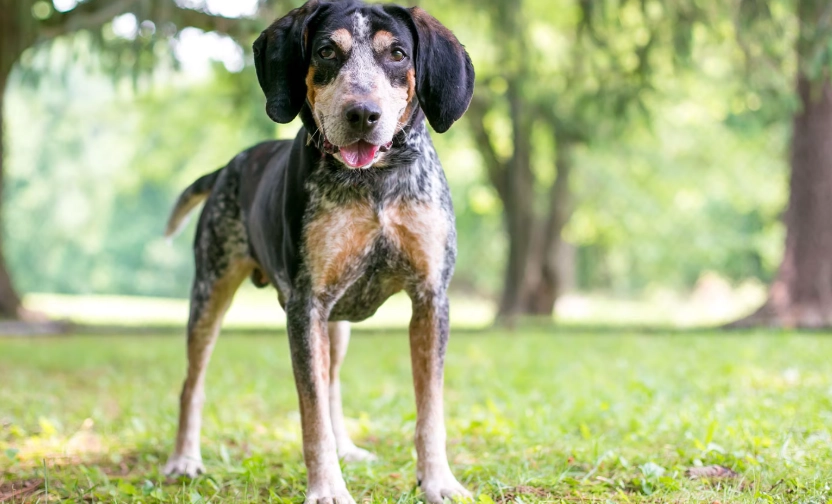 Bluetick Coonhound grooming Bluetick Coonhound grooming