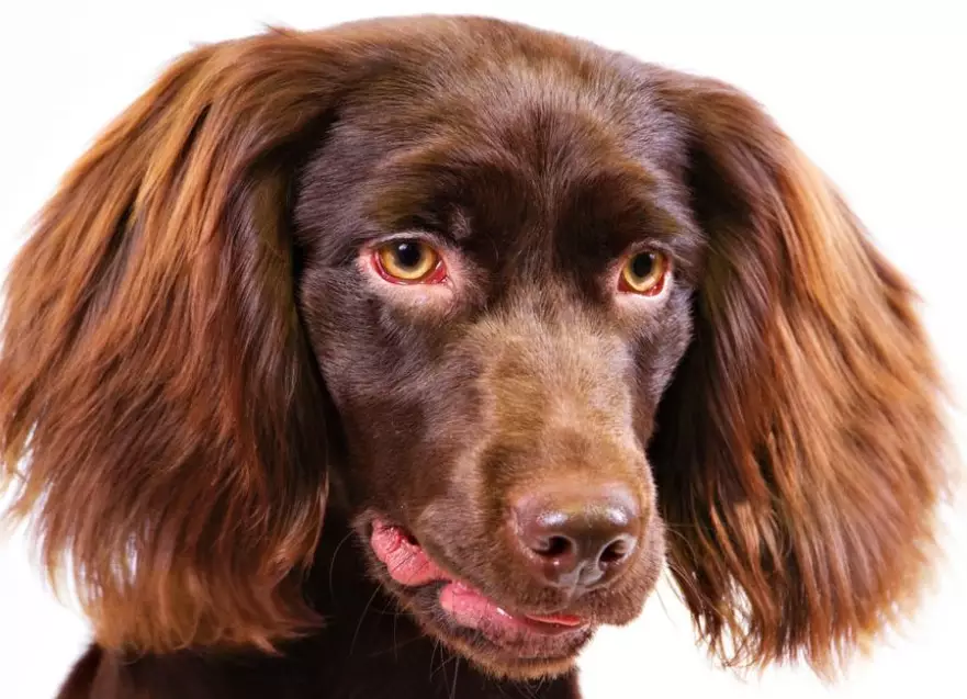 Boykin Spaniel coat types Boykin Spaniel coat types