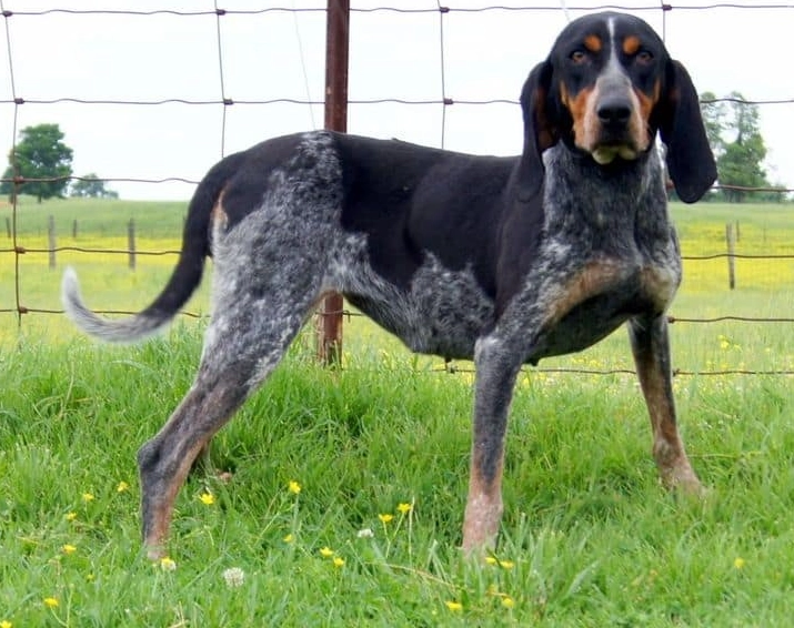 Bluetick Coonhound mix training