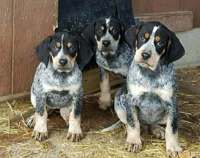 Bluetick Coonhound for sale Bluetick Coonhound for sale