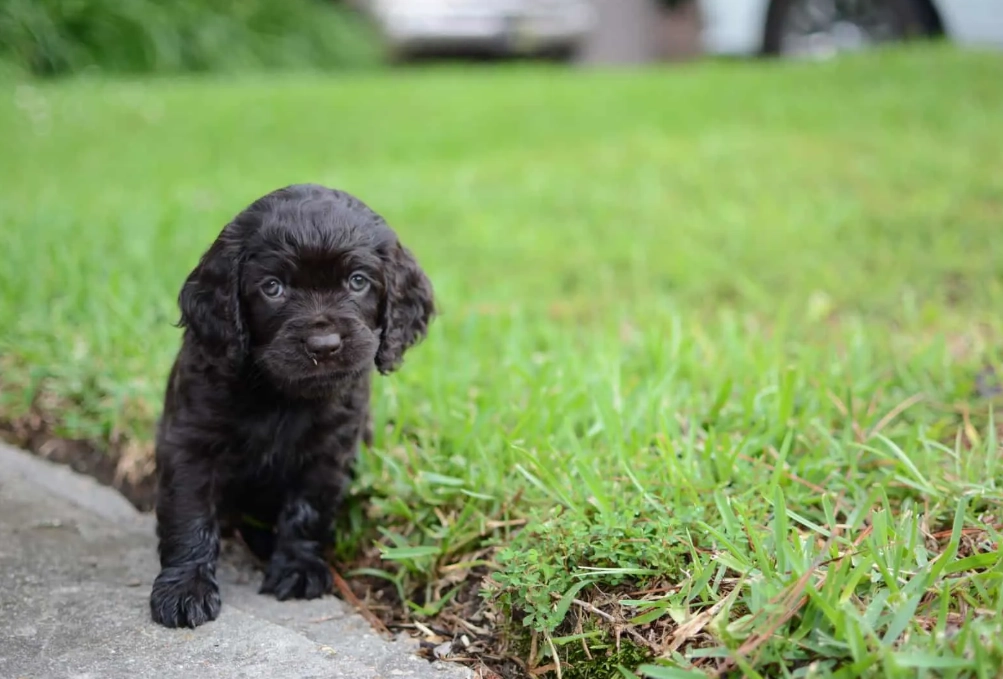 rare black Boykin Spaniel