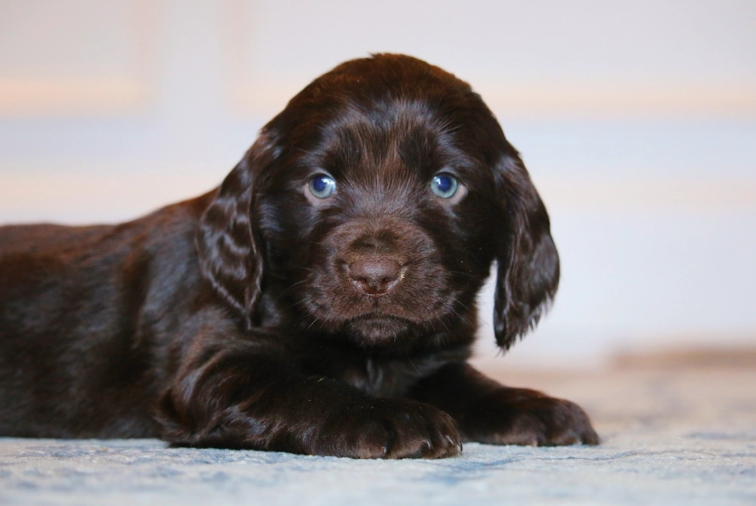 Boykin Spaniel care Boykin Spaniel care