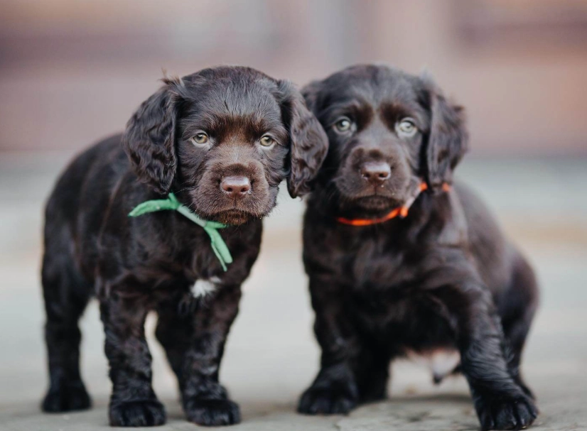 Boykin Spaniel training Boykin Spaniel training