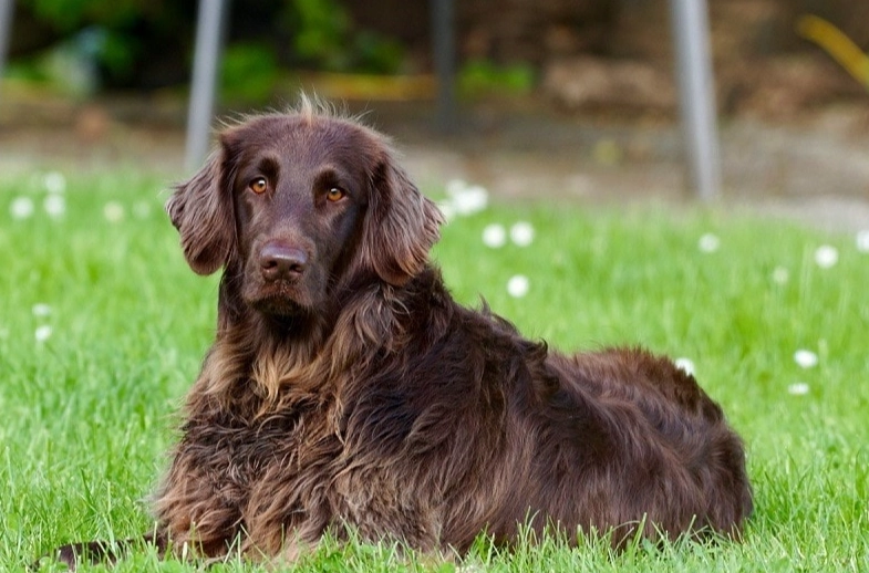 Boykin Spaniel colors
