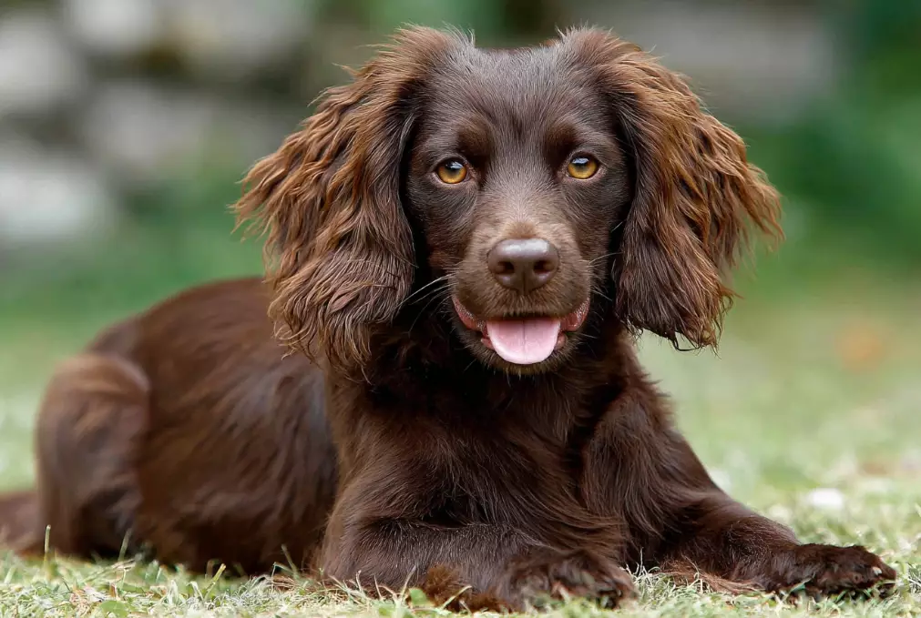 boykin spaniel downsides boykin spaniel downsides