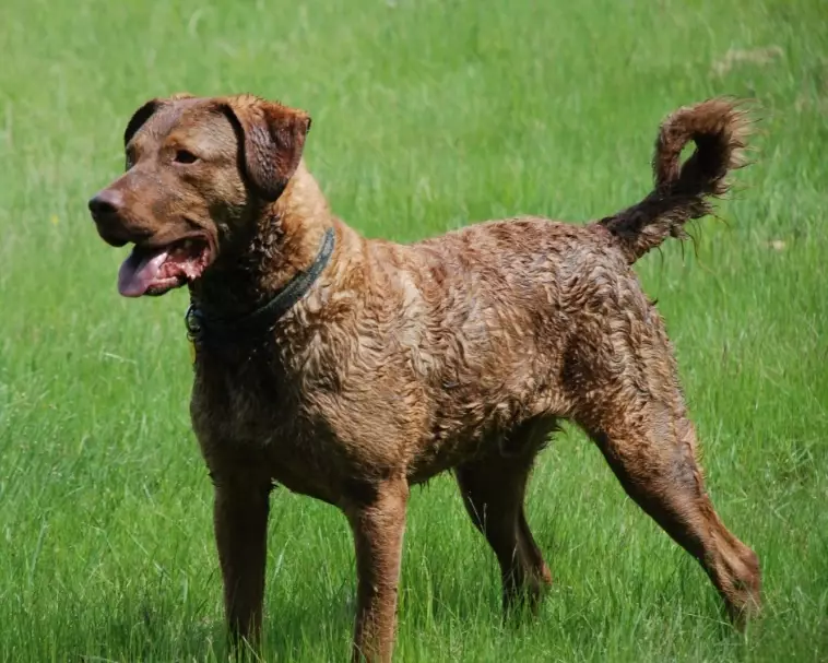 Chesapeake Bay Retriever personality