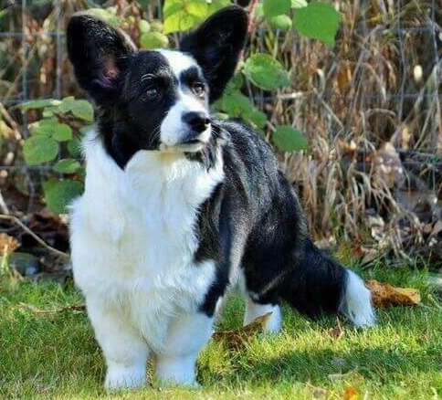 Cardigan vs Pembroke Corgi