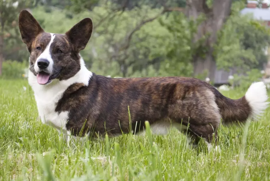 Cardigan Welsh Corgi rarity