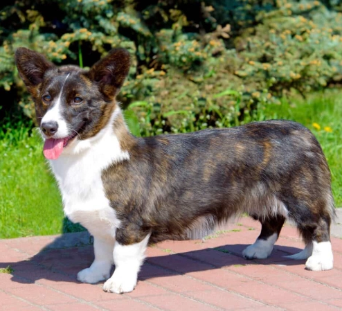 Cardigan vs Pembroke Corgi