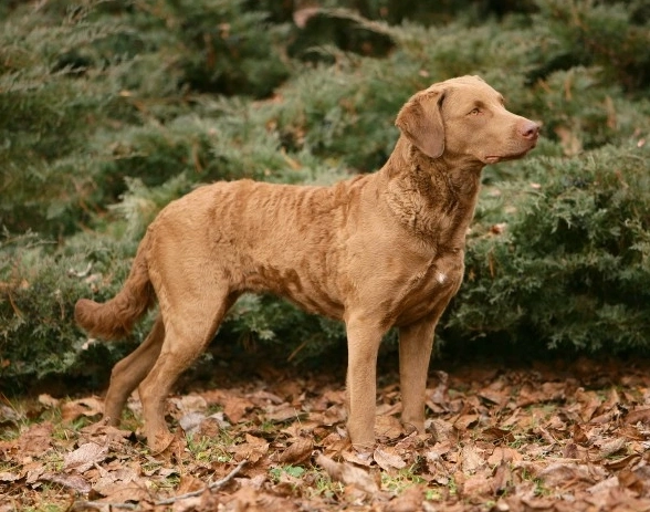 Chesapeake Bay Retriever personality