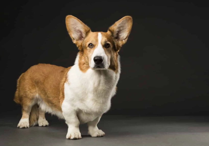 Why are Cardigan corgis so rare?