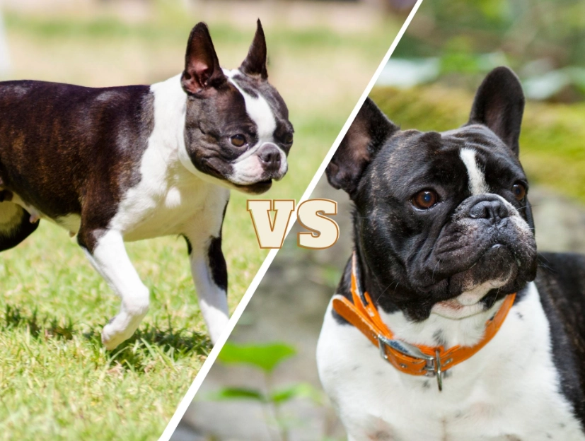 boston terrier french bulldog mix