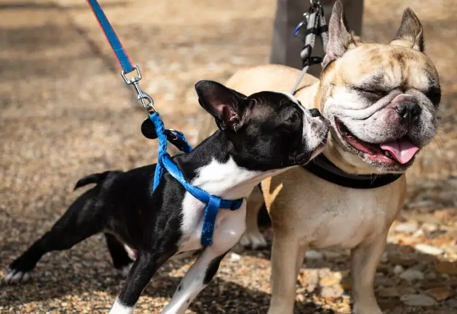 boston terrier vs french bulldog