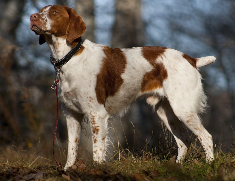 Brittany dog training