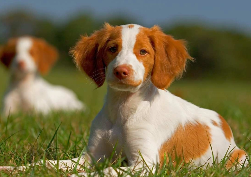 Brittany dog training