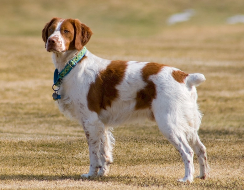 Brittany spaniel