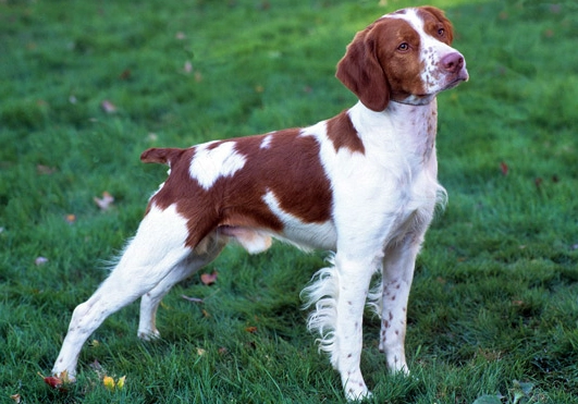 Brittany spaniel