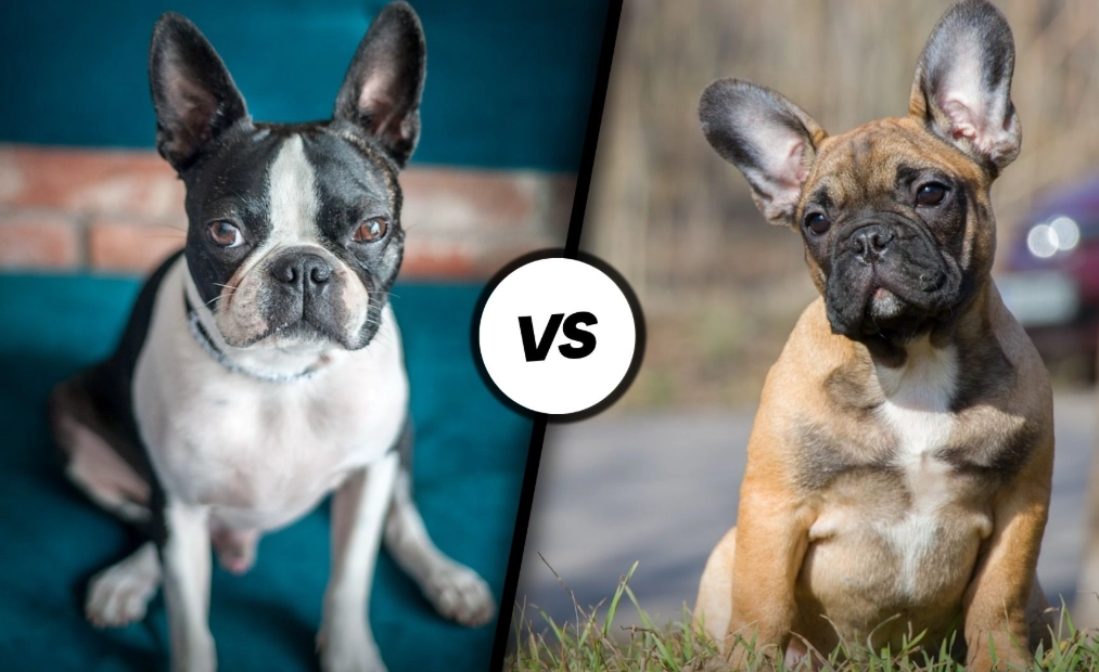 french bulldog vs boston terrier