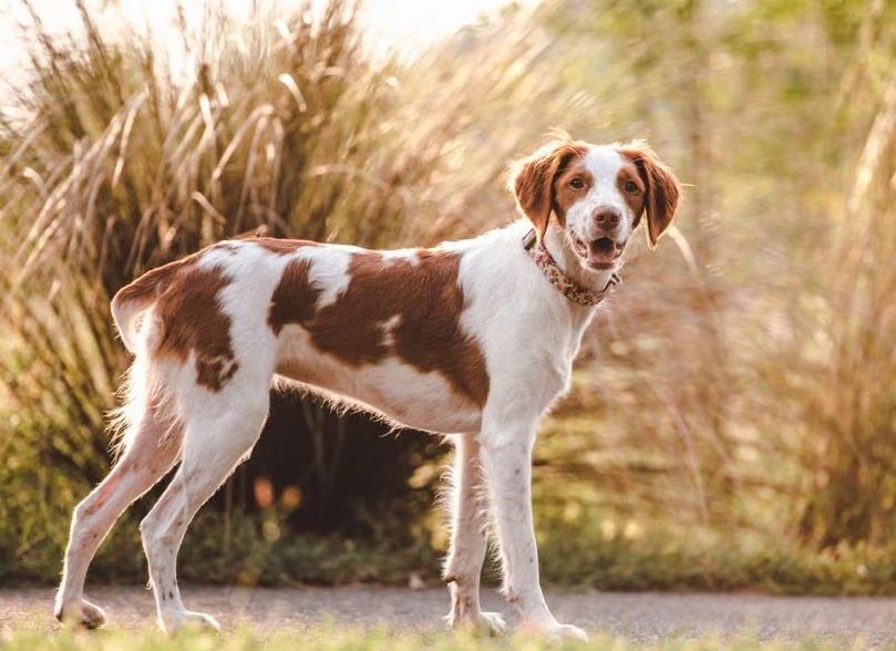 Brittany spaniel