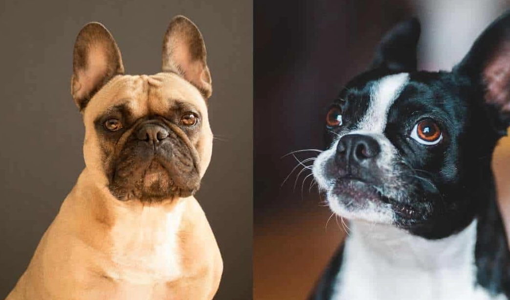 french bulldog vs boston terrier
