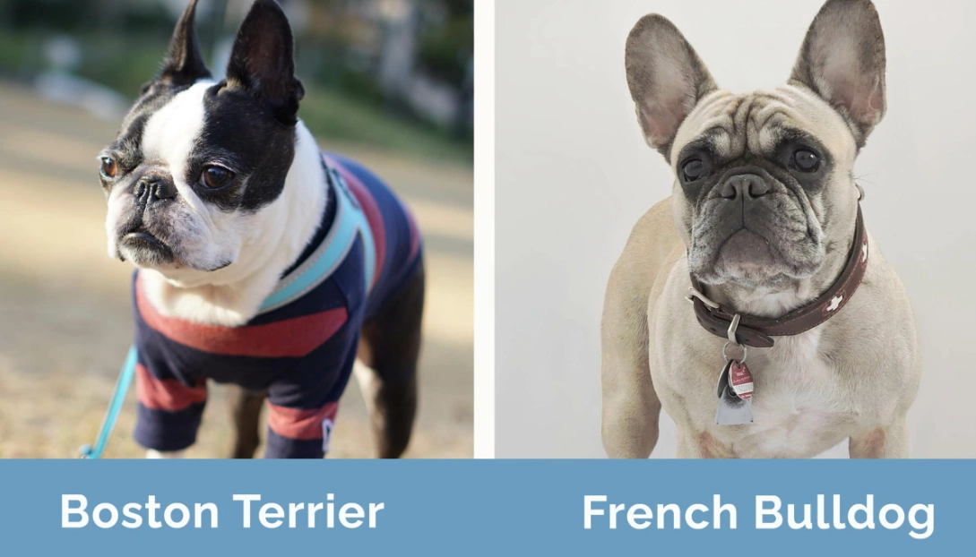 boston terrier vs french bulldog