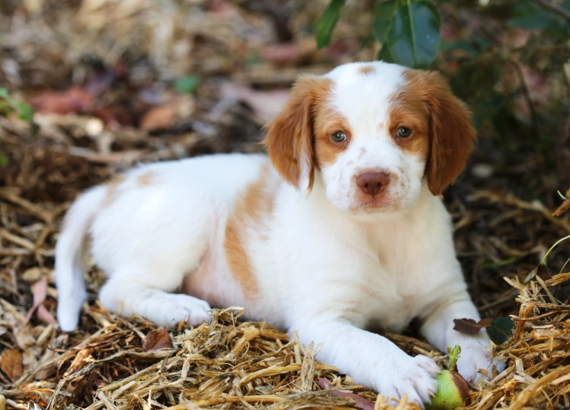Brittany dog training