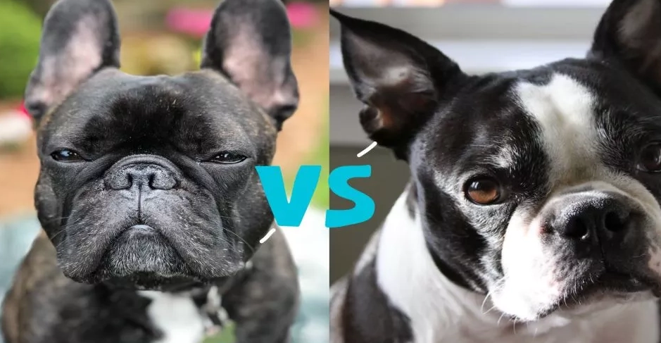 boston terrier french bulldog mix