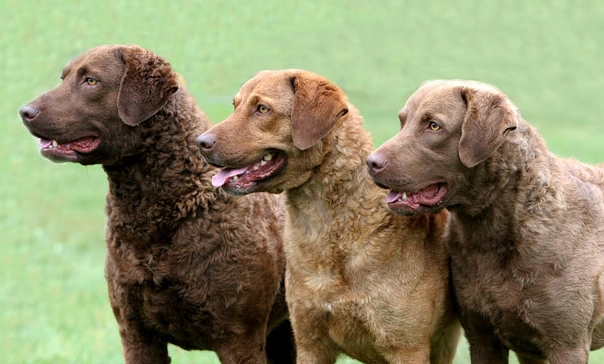 Chesapeake Bay Retriever coat care