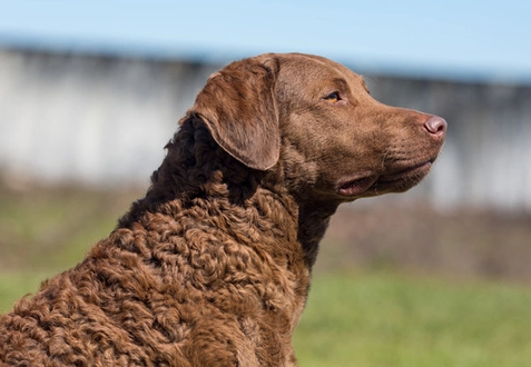 how to groom a Chesapeake Bay Retriever