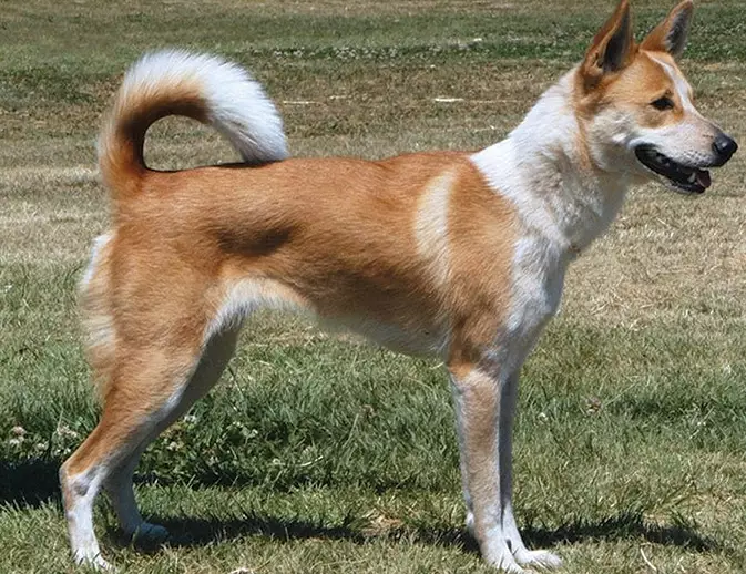 Canaan Dog temperament