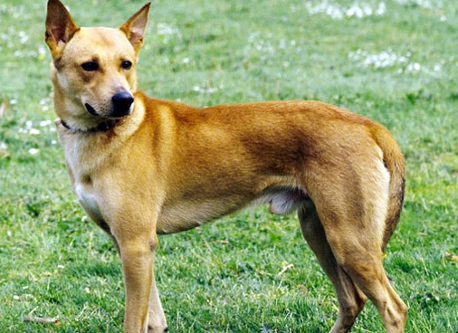 Canaan Dog characteristics