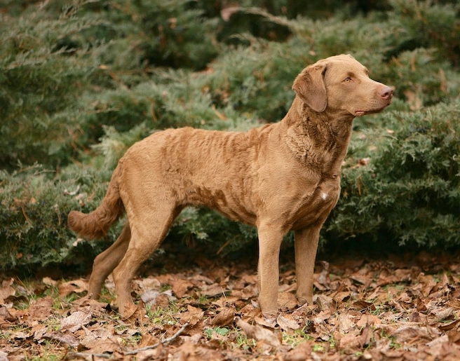 Chesapeake Bay Retriever coat care