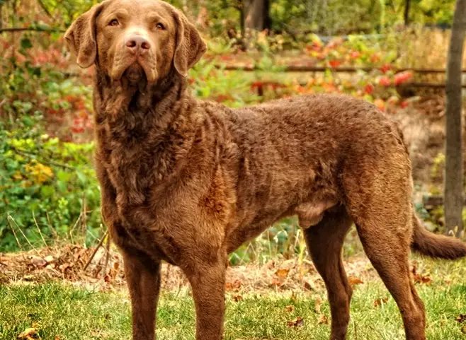 Chesapeake Bay Retriever coat care