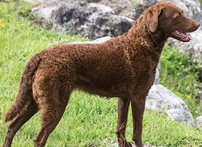 how to groom a Chesapeake Bay Retriever