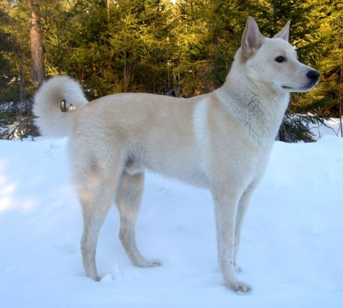 Canaan Dog temperament