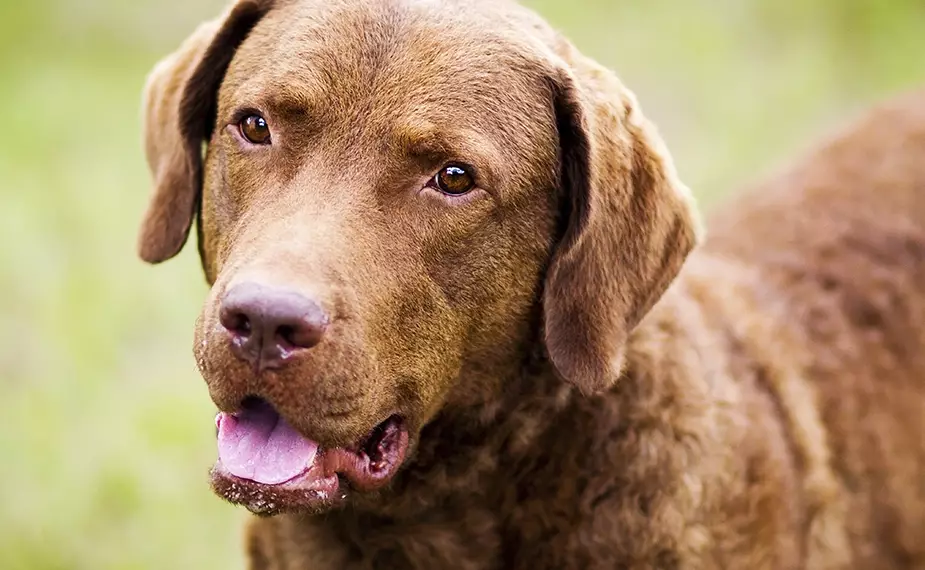 Chesapeake Bay Retriever shedding