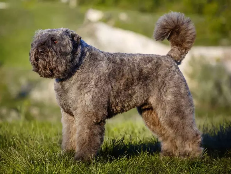 Bouvier des Flandres aggression