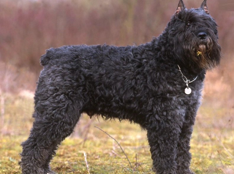 Bouvier des Flandres temperament