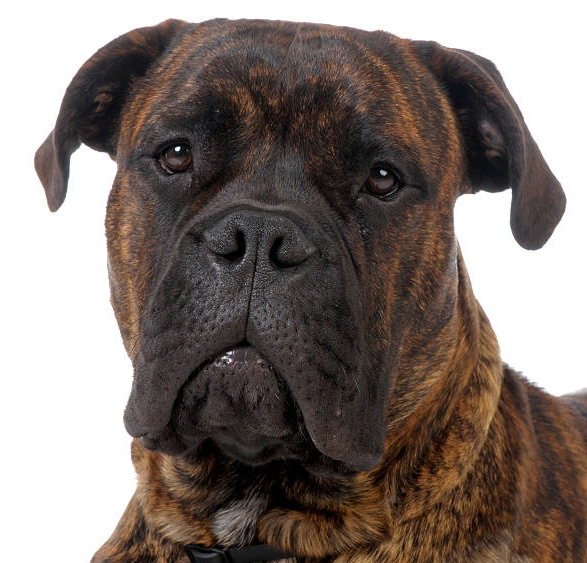 black bullmastiff